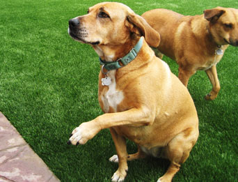 Pet Turf